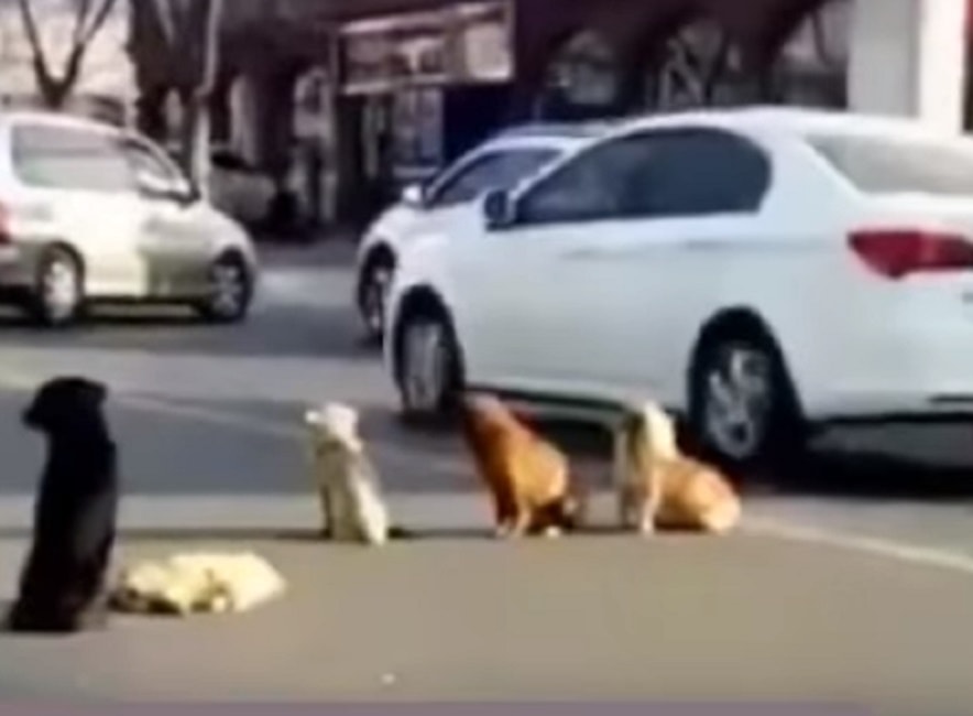 Cane investito da auto, quattro "compagni" vegliano in mezzo alla strada il suo corpo