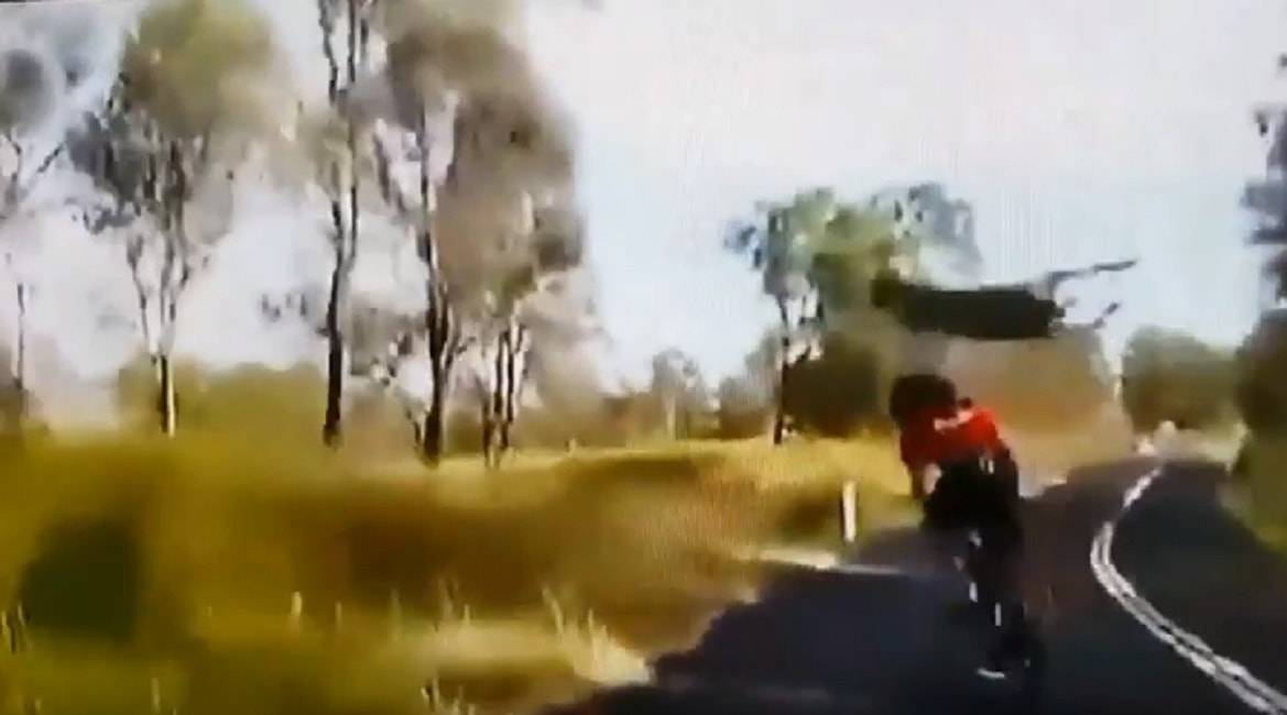 Canguro salta su ciclista in Australia
