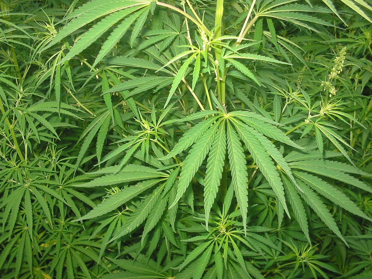 Marijuana-California