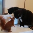 gatto-scoiattolo-danimarca-giocano