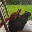 gatto-scoiattolo-danimarca-insieme