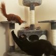gatto-scoiattolo-danimarca-stiracchia