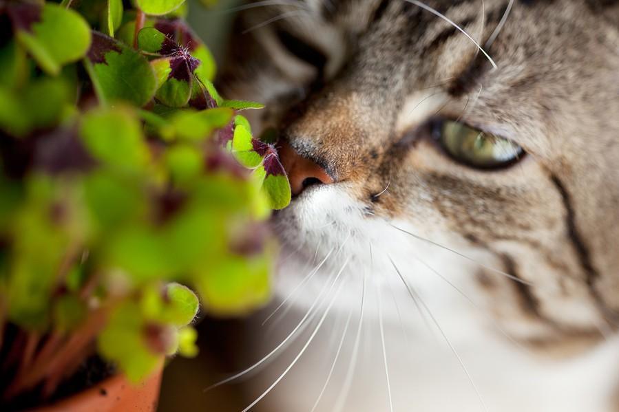 Un elenco delle piante tossiche per i gatti
