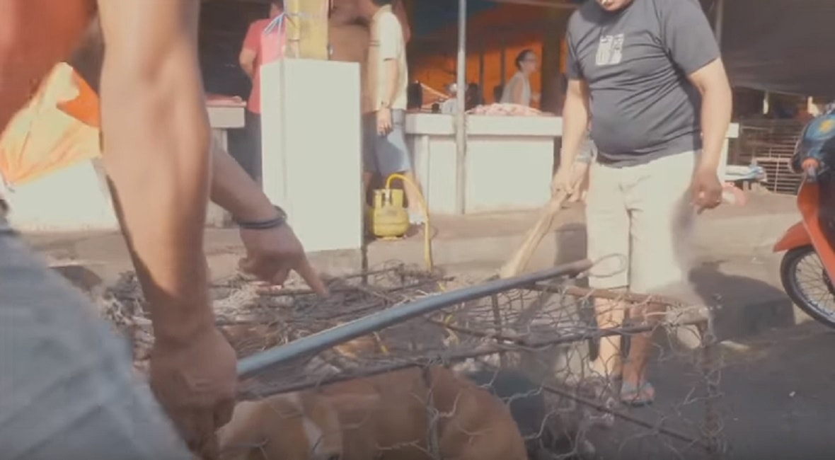l video dell'orrore: cani uccisi con violenza, vengono cotti così. Immagini dall'Indonesia