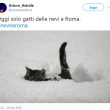 Neve Roma, gatto delle nevi