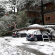 Neve a Roma: cade albero a via Appio Claudio