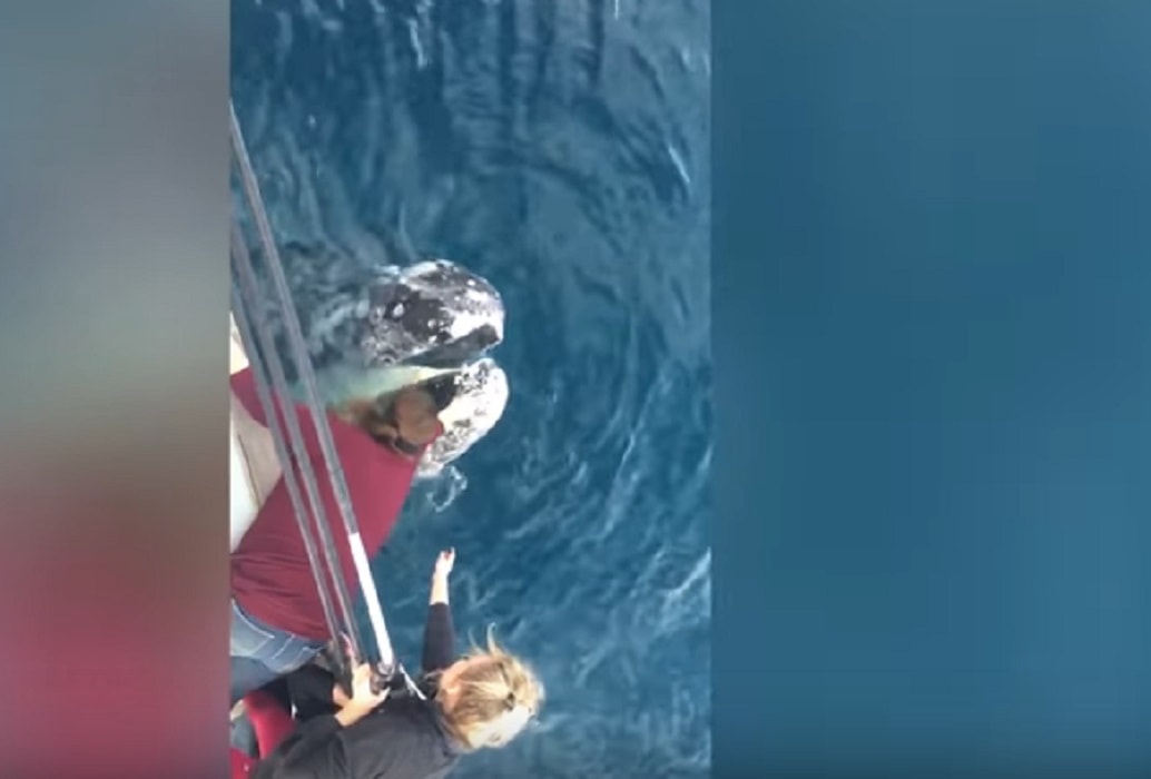 Balena saluta e "parla" al gruppo di turisti