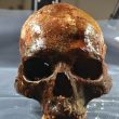 Il cranio ritrovato in Svezia