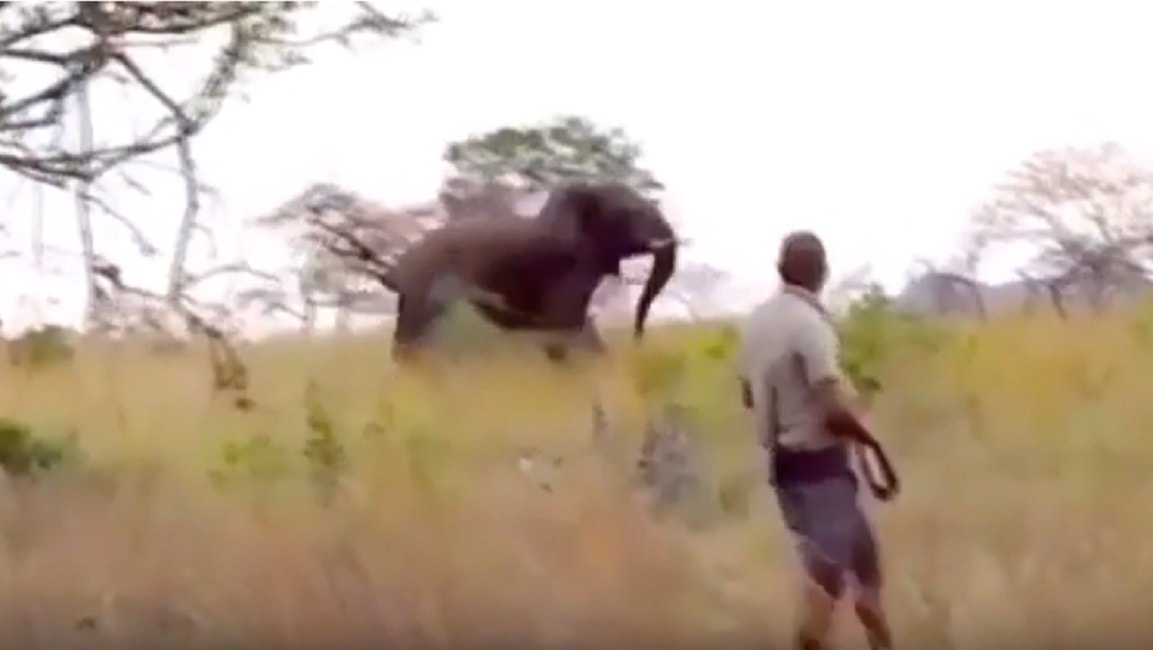 Elefante carica: terrore durante il safari, la guida riesce ad allontanarlo