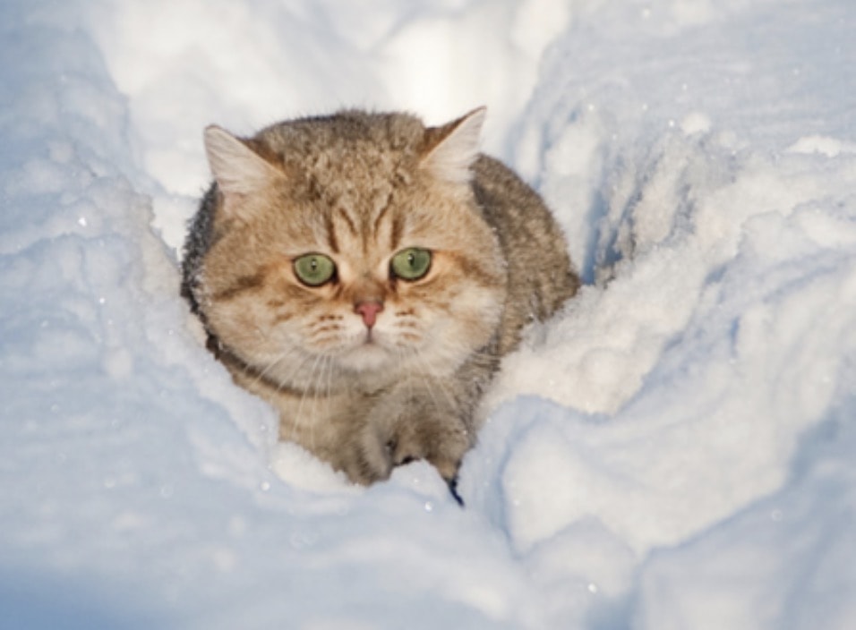 Come proteggere gatti, cani e uccellini dal grande freddo