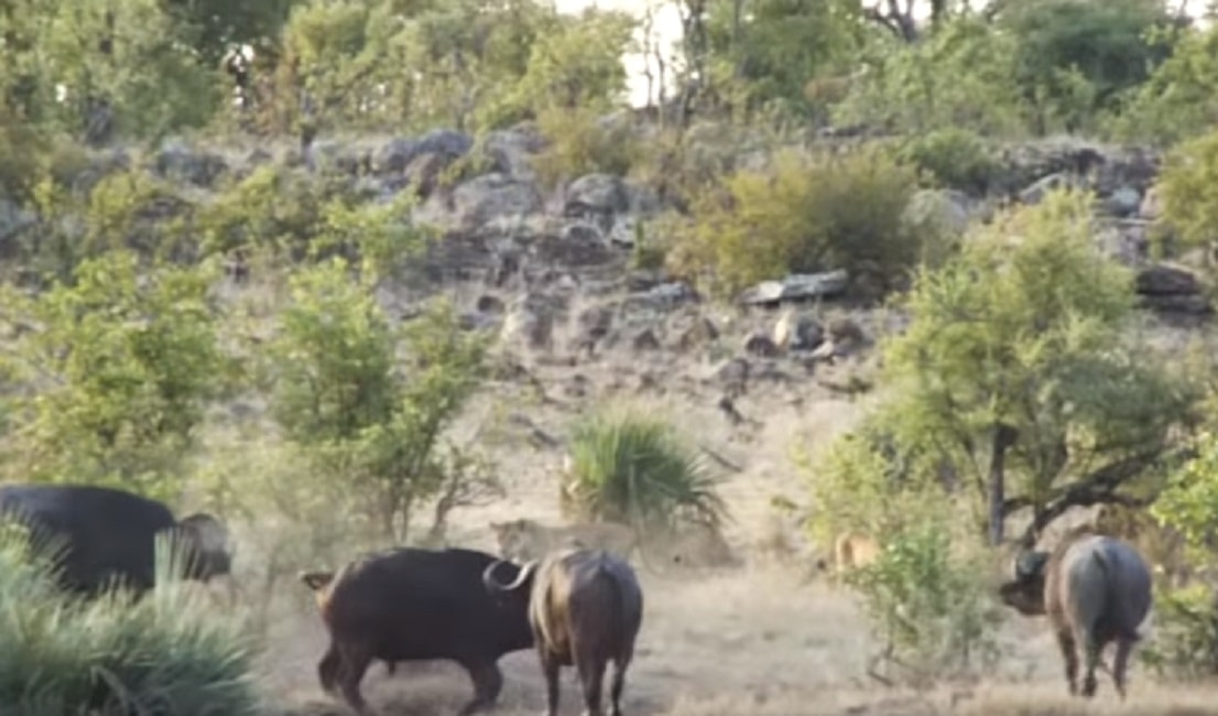 Cucciolo di elefante attaccato dai leoni: mandria di bufali lo salva