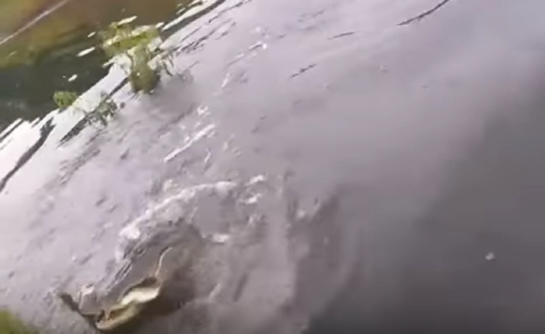 YOUTUBE Coccodrillo afferra il pesce attaccato alla lenza