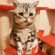 Luhu è il gatto più triste del mondo?
