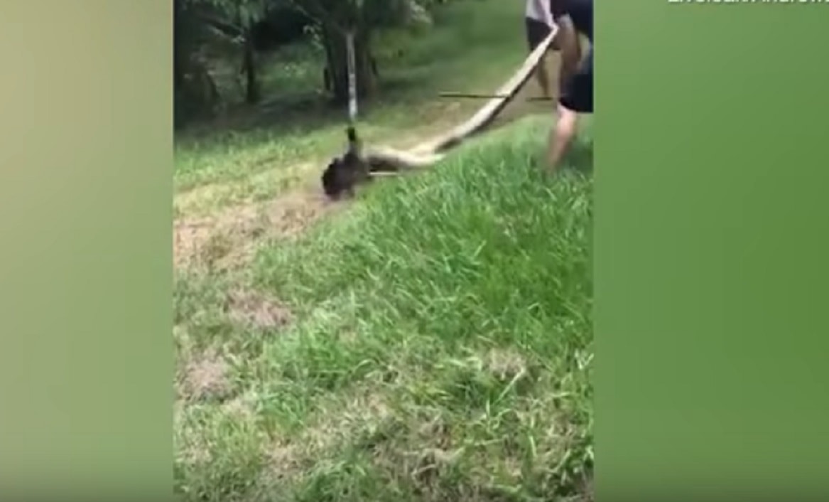 Anaconda trascina cane sott'acqua. Tre allevatori lottano per salvarlo