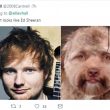 Yogi ed Ed Sheeran