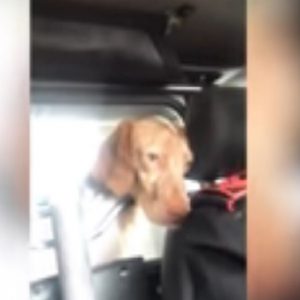 Carabinieri "arrestano" un cane: "Tranquillo, una settimana e sei fuori"