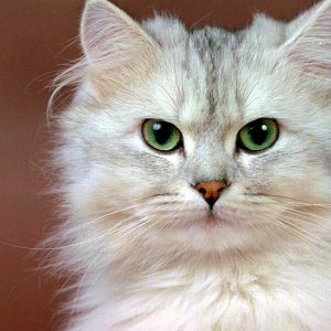 Perché i gatti perdono il pelo? Quando ci si deve preoccupare?