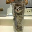 Gatto nella brocca di vetro
