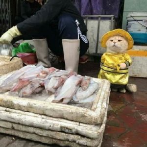 "Dog", il gatto che vende pesce e che posa in costume