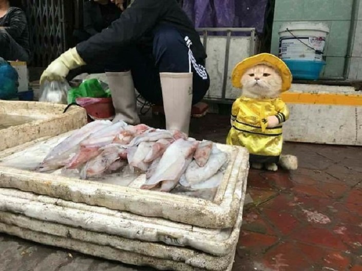 "Dog", il gatto che vende pesce e che posa in costume