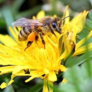 Pesticidi, la Ue mette al bando tre prodotti killer per le api
