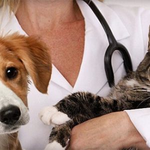 Via libera in Lombardia a cani, gatti e conigli in ospedale