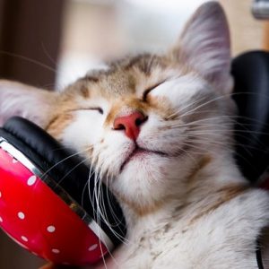 Creata negli Usa una musica per gatti