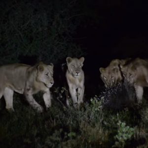 Sudafrica leoni contro porcospino