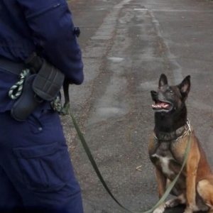 Cane poliziotto Vasco va in pensione dopo 10 anni