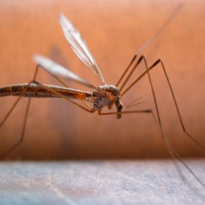 Zanzare, un drone per combatterle: le rende sterili e le stermina