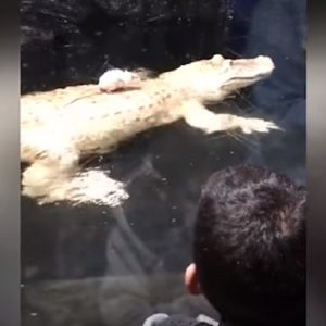 Alligatore e il topo su schiena