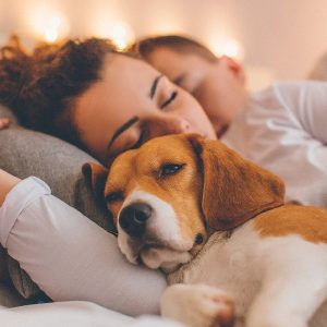 Cani e gatti, cuccia addio: uno su due dorme nel lettone