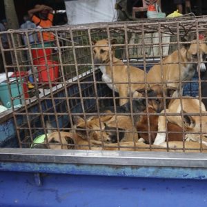 "Cani e gatti non si mangiano": l'appello delle star di Hollywood contro l'Indonesia