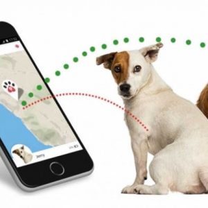 Gatti e cani sotto attacco hacker: a rischio i collari con localizzatore Gps