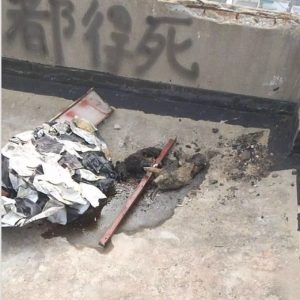 Cina, cani bruciati