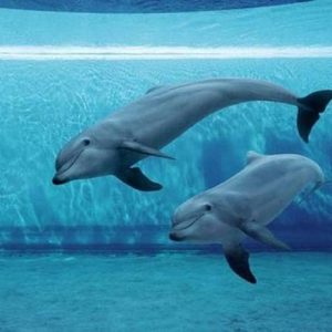 Delfini senza denti per far divertire i turisti in Indonesia