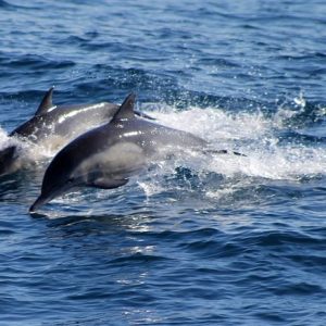 Delfini e leoni marini da combattimento: l'arma acquatica di Usa e Russia