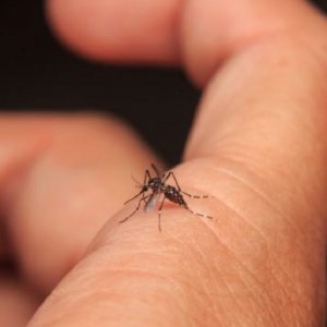 Virus Dengue, rischio contagio per via sessuale: trovate tracce nello sperma