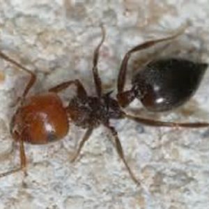 Il fungo parassita che trasforma le formiche carpentiere in zombie