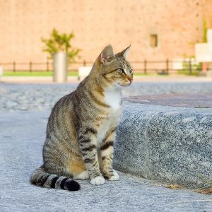 Scoperto virus dei gatti della famiglia della epatite B. Nessun rischio per l'uomo