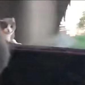 Gatto miagola su tetto auto