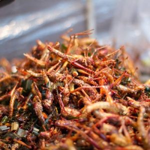 “Grilli fritti, alghe e gin al gusto di formica: il menu del futuro” è bloccato Grilli fritti, alghe e gin al gusto di formica: il menu del futuro