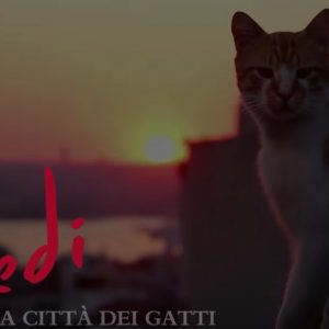 Kedi. La città dei gatti: al cinema il film su Istanbul vista attraverso i suoi mici