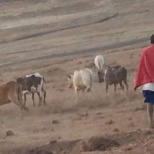 Safari in Tanzania, think tank denuncia: "Masai cacciati per fare spazio ai turisti"