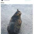 Catzenegger", il gatto muscoloso diventa star del web 2