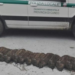 Cuneo, cinghialotti abbattuti dalla polizia locale