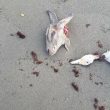 Ostia, animali decapitati in spiaggia per riti voodoo FOTO 2