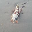 Ostia, animali decapitati in spiaggia per riti voodoo FOTO 3