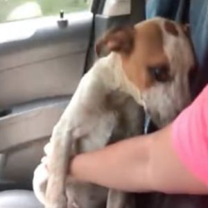 Salva cane abbandonato in catene sotto il sole. La sua riconoscenza è commovente - VIDEO
