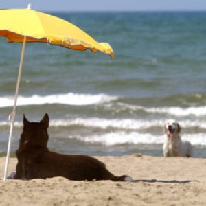 Cani e gatti in estate: cibo, dermatiti e colpi di sole. 8 consigli
